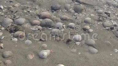 海浪覆盖着沙滩上的贝壳。海浪拍打着贝壳